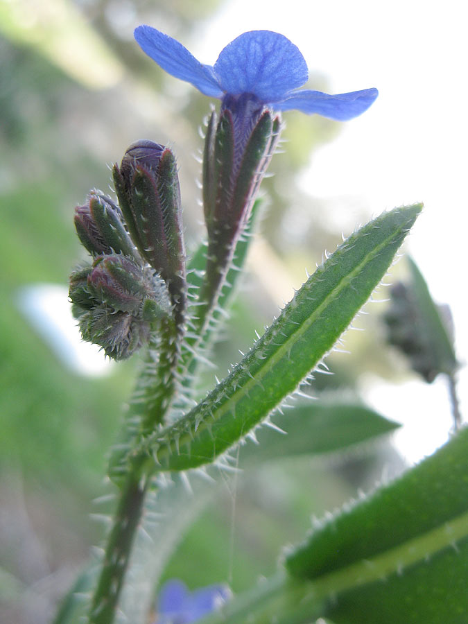 Image of Anchusa strigosa specimen.