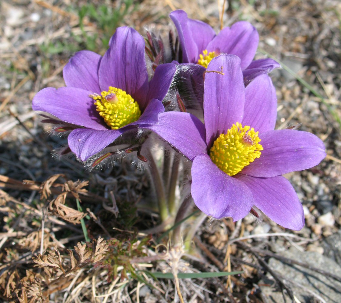 Image of Pulsatilla turczaninovii specimen.