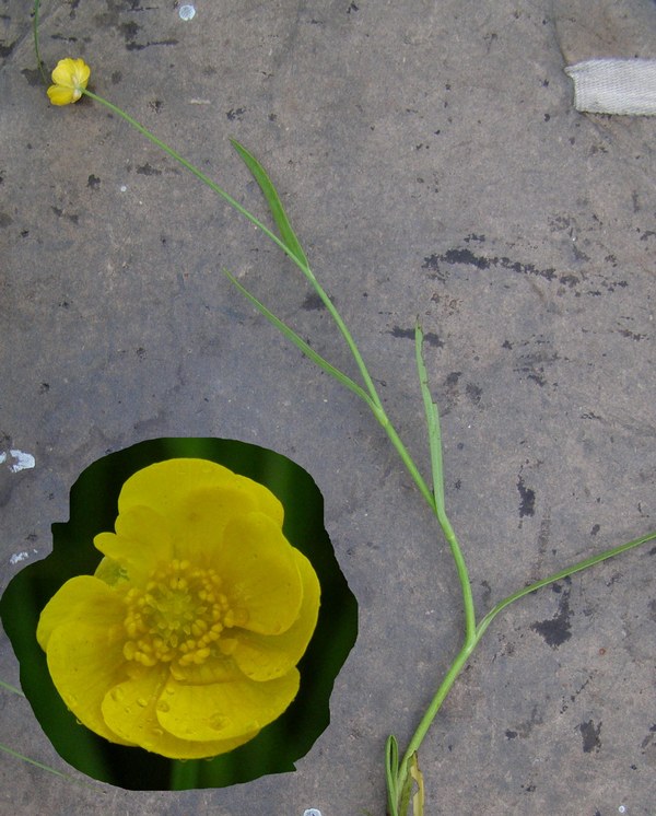 Image of Ranunculus amurensis specimen.