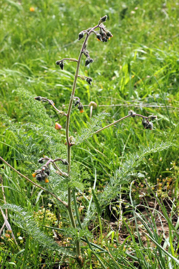 Image of Biebersteinia multifida specimen.