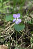 Viola riviniana