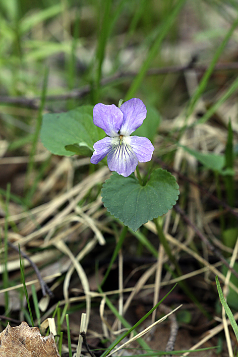 Изображение особи Viola riviniana.