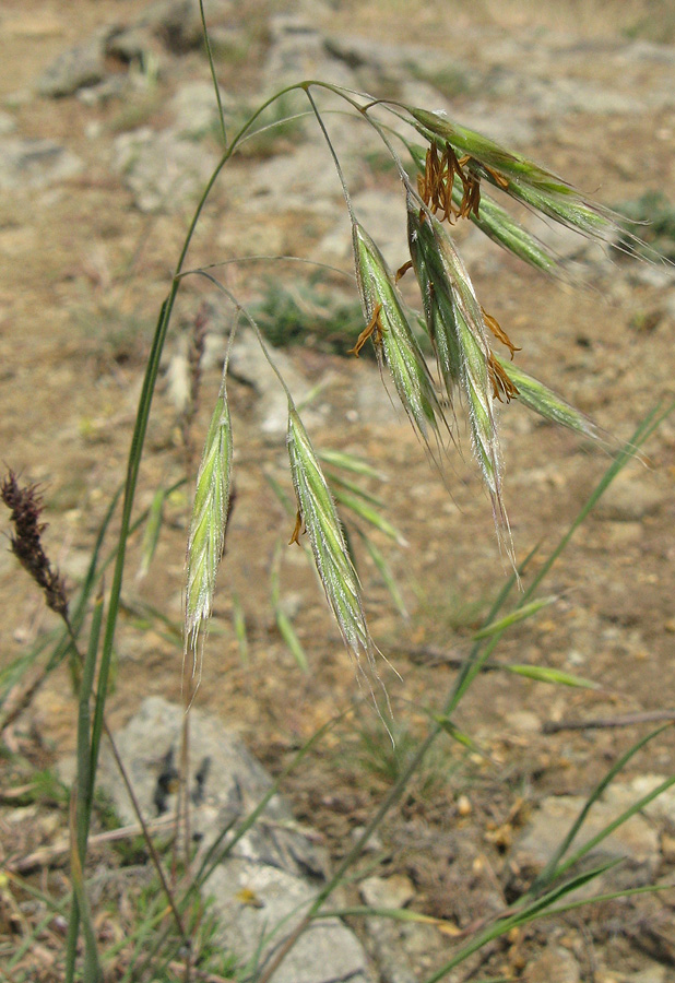 Image of Bromopsis cappadocica specimen.