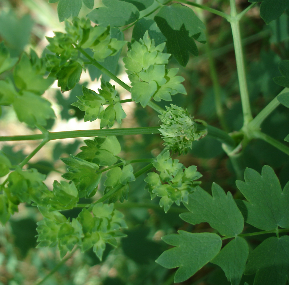 Image of Thalictrum minus specimen.