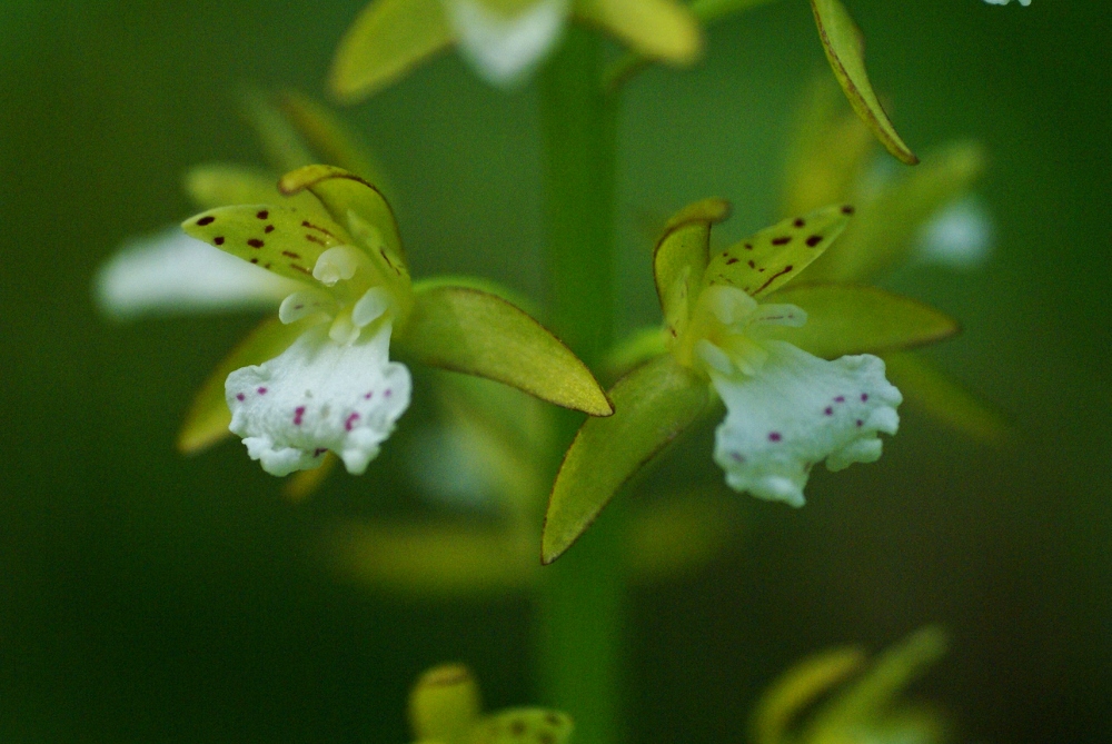 Изображение особи Oreorchis patens.