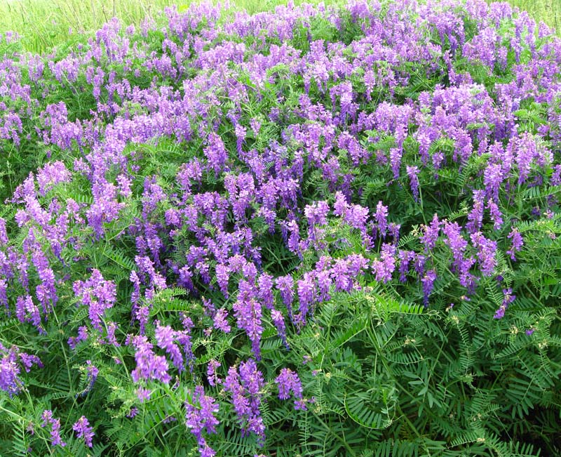 Изображение особи Vicia tenuifolia.