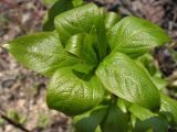 genus Populus. Верхушка побега. Приморский край, Спасский р-н, с. Хвалынка. 07.05.2013.