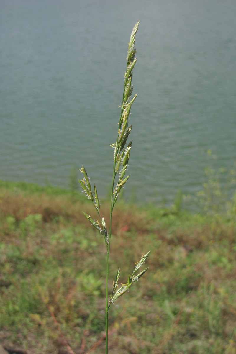 Изображение особи Festuca pratensis.