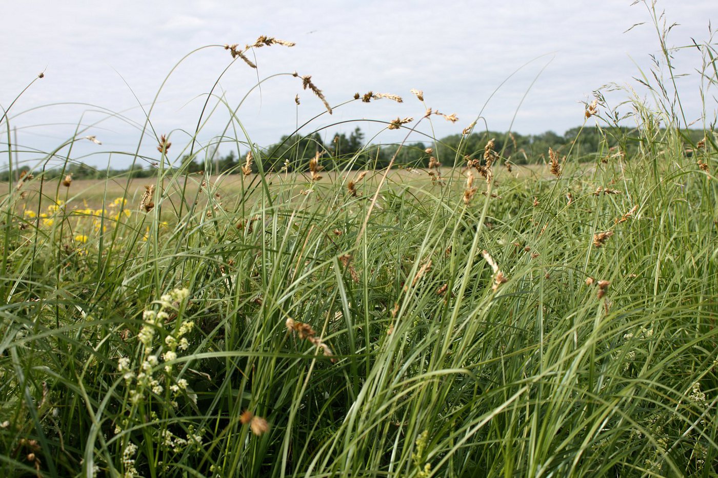 Image of Carex disticha specimen.