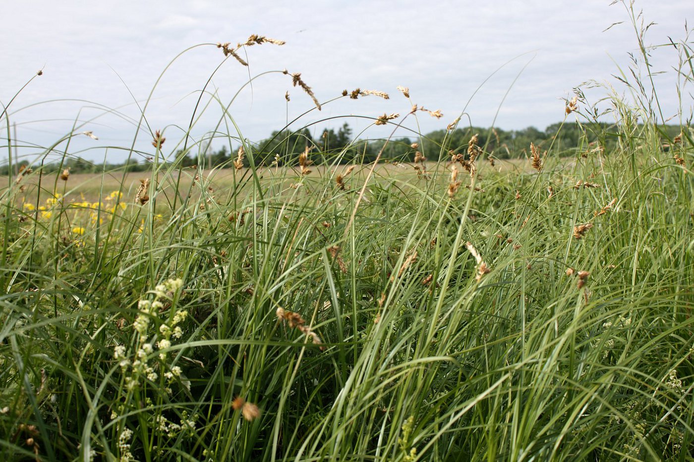 Изображение особи Carex disticha.