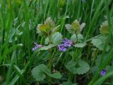 Glechoma hederacea. Верхушки побегов с соцветиями. Камчатский край, Елизовский р-н, окр. г. Елизово, Зеленовские озерки, разнотравно-кустарниковый луг. 29.06.2013.