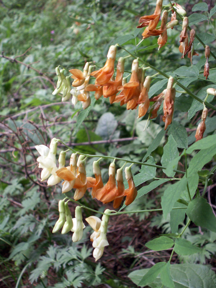 Image of Lathyrus gmelinii specimen.
