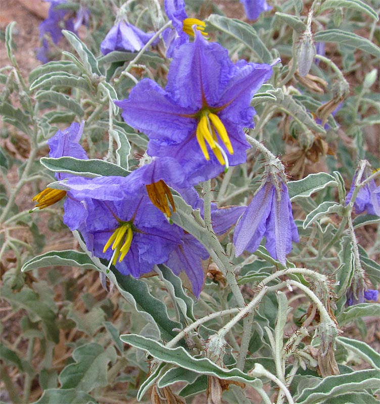 Image of Solanum elaeagnifolium specimen.