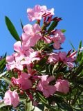 Nerium oleander