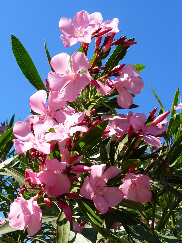 Изображение особи Nerium oleander.