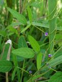 Glycine soja