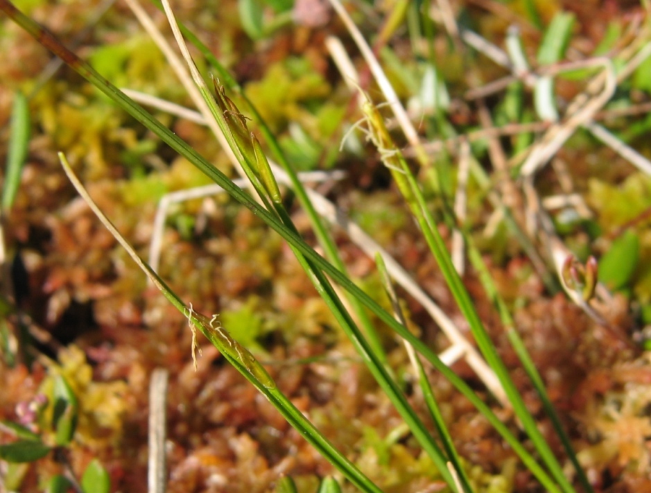 Изображение особи Carex pauciflora.