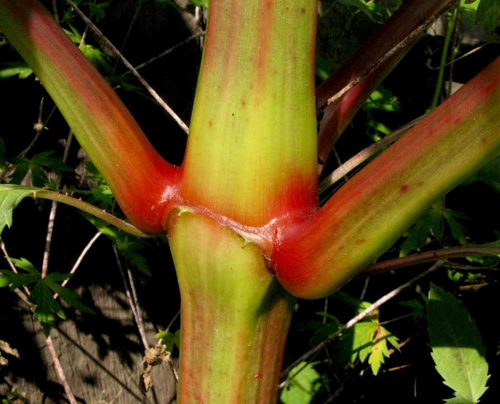 Image of Impatiens glandulifera specimen.