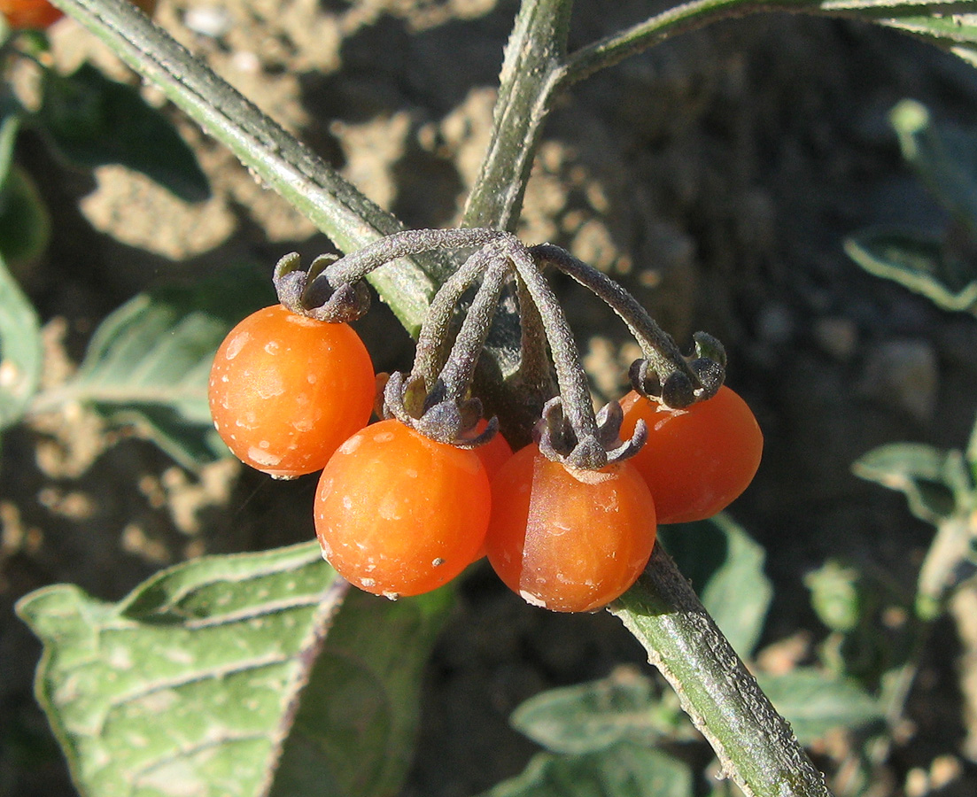 Изображение особи Solanum zelenetzkii.