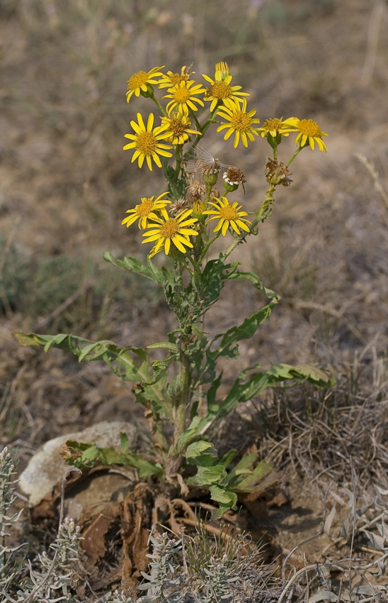 Image of Senecio grandidentatus specimen.