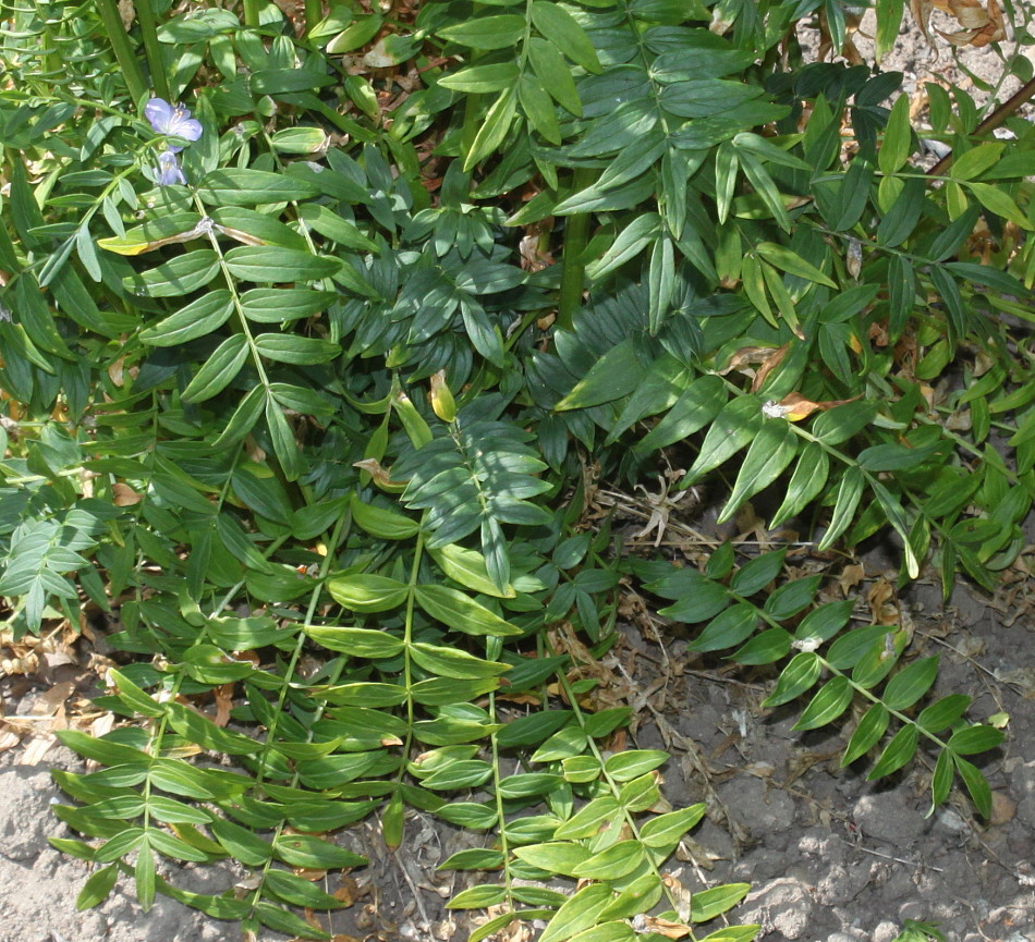 Изображение особи Polemonium carneum.