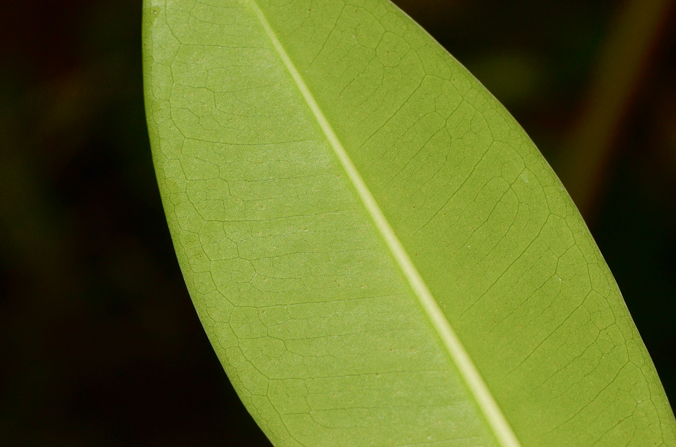 Image of genus Rhizophora specimen.