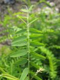 Vicia cassubica