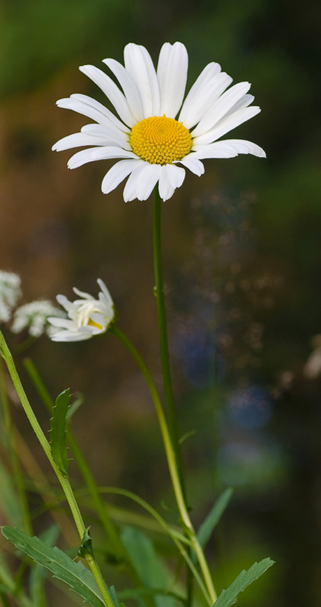 Image of Leucanthemum vulgare specimen.
