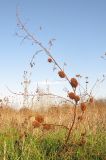 Glycyrrhiza echinata. Высохшее плодоносящее растение. Краснодарский край, окр. г. Крымск, залежь близ хут. Верхнеадагум. 28.10.2013.