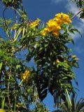 Tecoma stans