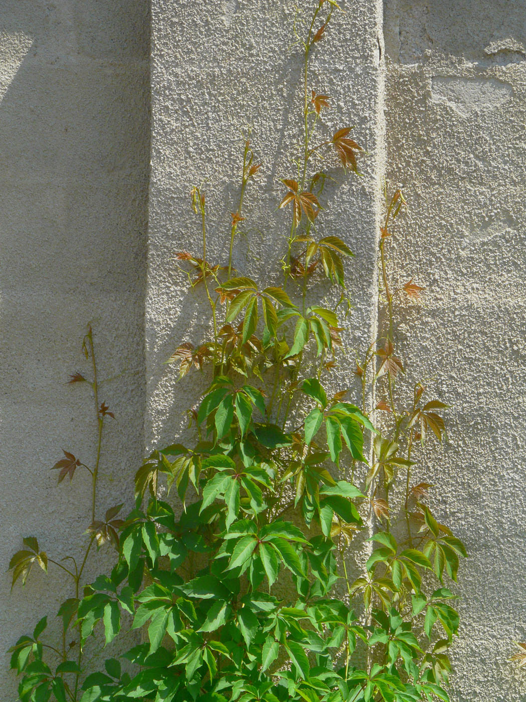 Image of Parthenocissus quinquefolia specimen.