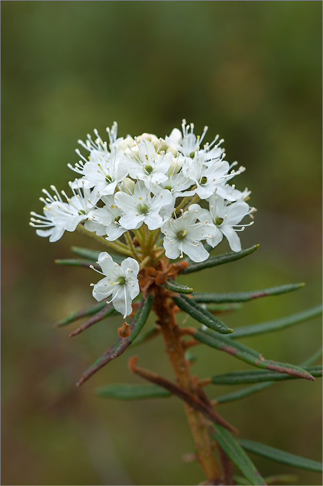 Image of Ledum palustre specimen.