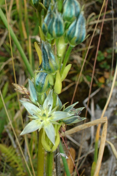 Image of Swertia marginata specimen.