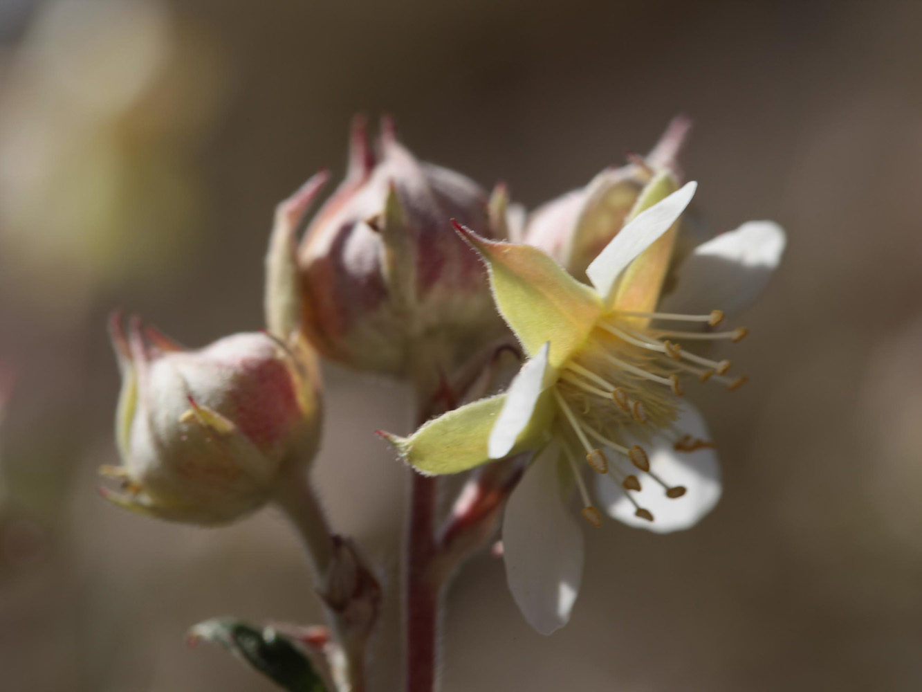 Изображение особи Farinopsis salesoviana.