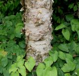 Betula albosinensis