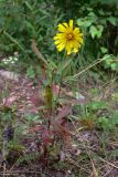 Hieracium umbellatum. Верхушка цветущего растения. Свердловская обл., окр. г. Североуральск, район скал Грюнвальдта, обочина дороги. 28.07.2013.