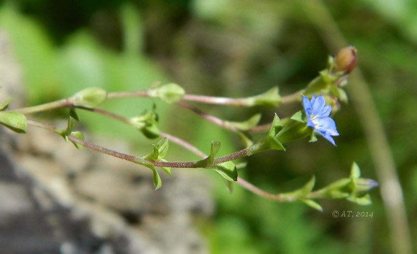 Image of Gentiana squarrosa specimen.