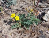 Potentilla bifurca