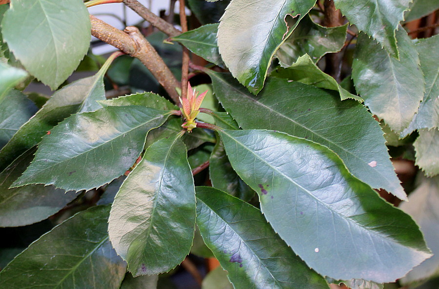 Image of Photinia serratifolia specimen.