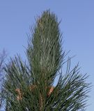 род Pinus. Верхушка ветки. Германия, г. Дюссельдорф, Ботанический сад университета. 02.03.2014.