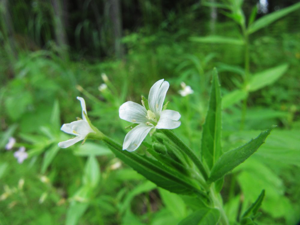 Изображение особи Epilobium pseudorubescens.