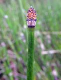 Equisetum hyemale. Верхушка побега с спороносным колоском. Беларусь, г. Гродно, лесомассив Пышки. 22.03.2014.