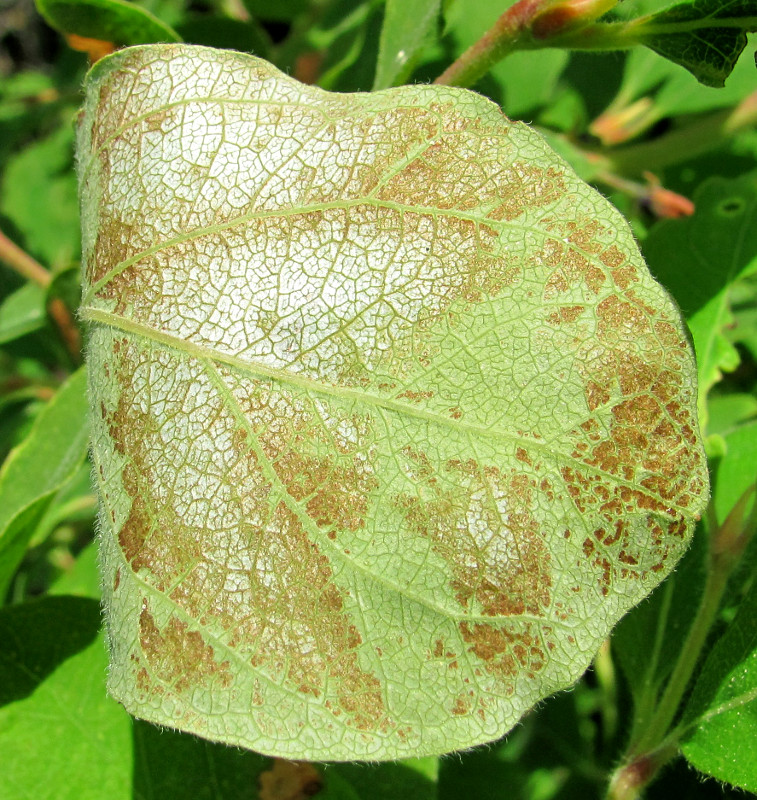 Image of Lonicera pallasii specimen.