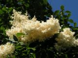 Syringa amurensis. Соцветие. Хабаровский край, Ванинский р-н, пос. Высокогорный, в культуре. 06.07.2013.