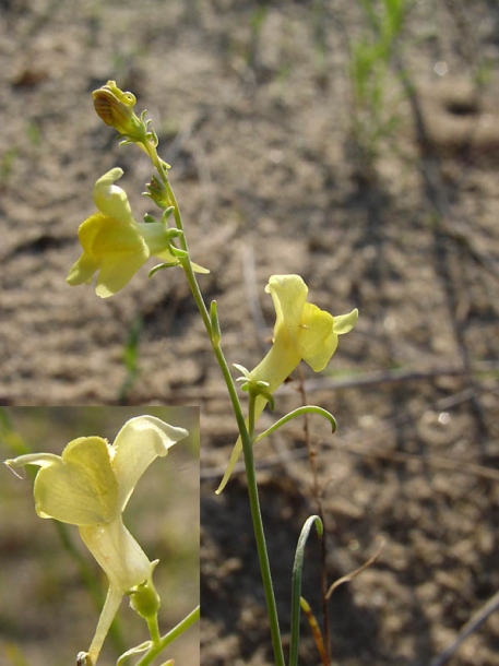 Изображение особи Linaria odora.