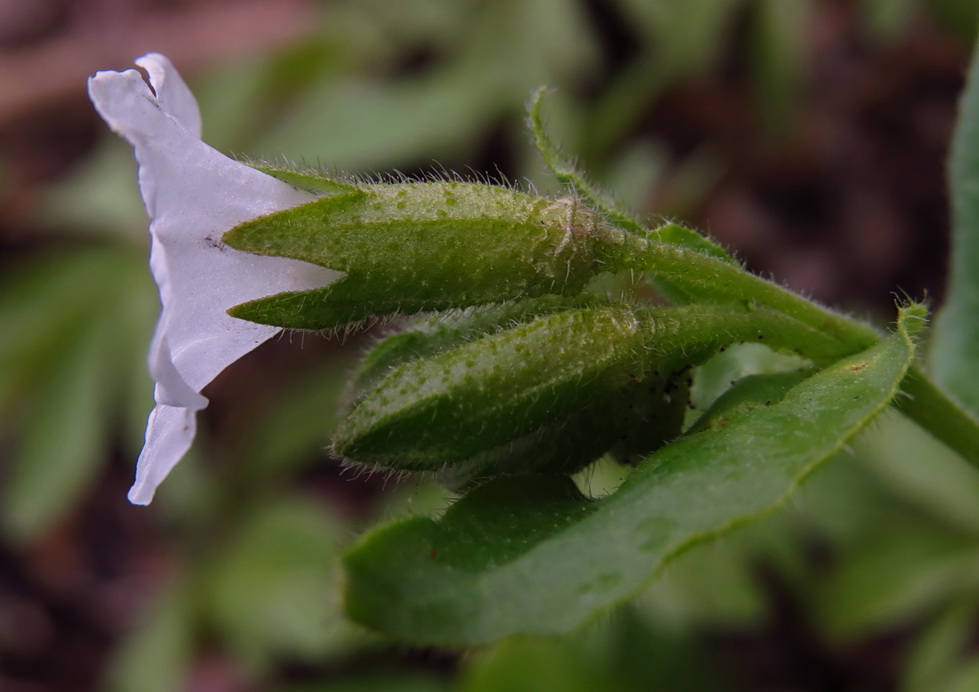 Image of Pulmonaria obscura specimen.