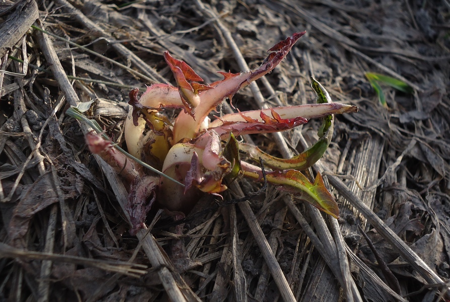 Image of Taraxacum officinale specimen.