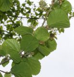 Parrotiopsis jacquemontiana. Часть ветки с соплодиями. Германия, г. Дюссельдорф, Ботанический сад университета. 28.04.2014.
