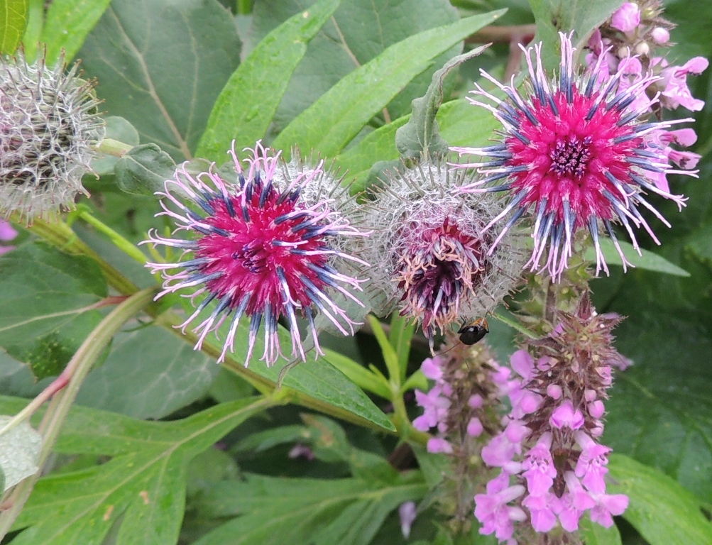 Изображение особи Arctium tomentosum.