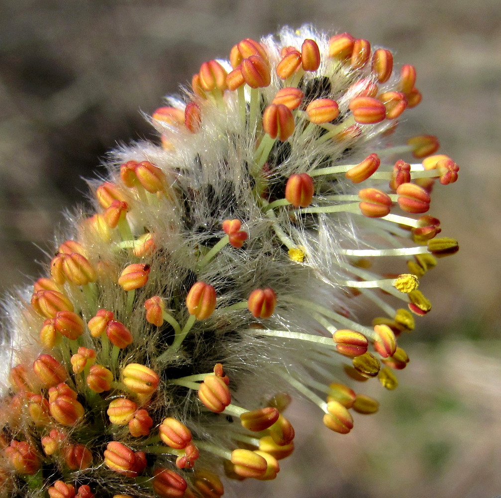 Image of Salix cinerea specimen.